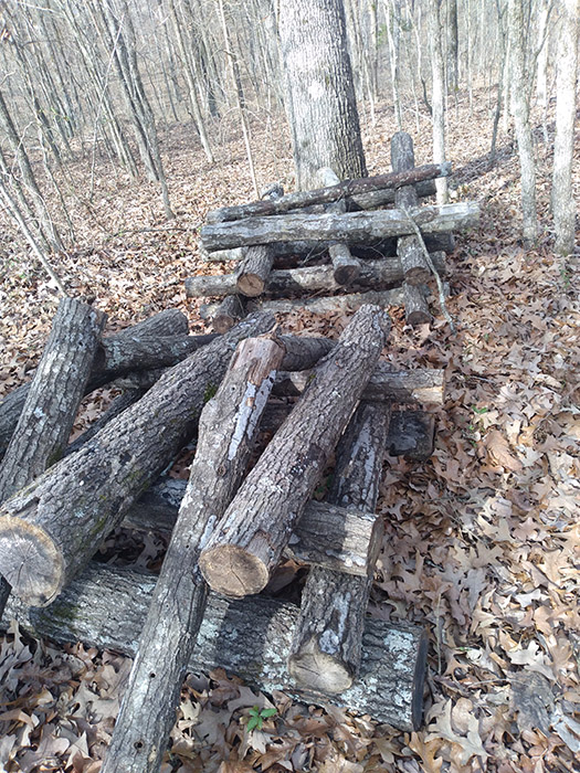 stacking-mushroom-logs-for-mushroom-business